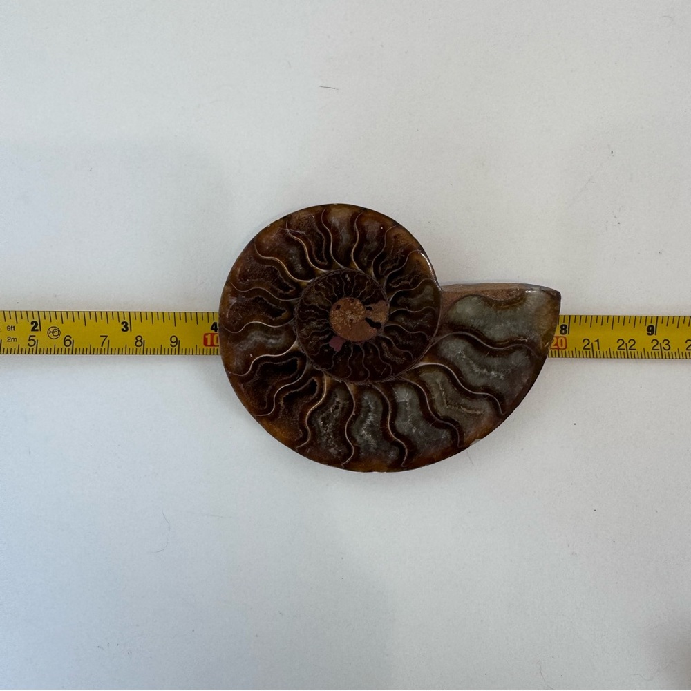Large Matching Pair of Iridescent Polished Ammonite Fossils from Morocco - Picture 14 of 16